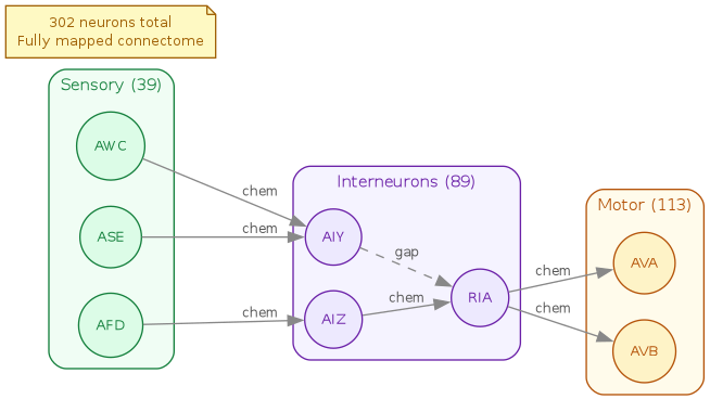 diagram-c-elegans-connectome.png